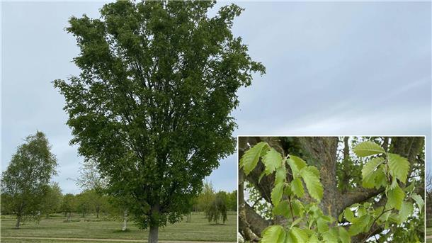 Von Japan nach Zeven: Die Zelkove trotzt dem Klimawandel Die Zelkove – ein Klimawandelgehölz aus dem Thedinghausener Arboretum.