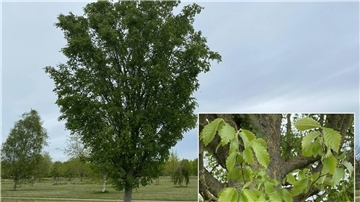 Von Japan nach Zeven: Die Zelkove trotzt dem Klimawandel Die Zelkove – ein Klimawandelgehölz aus dem Thedinghausener Arboretum.