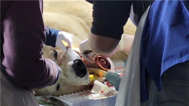 Zahn-Operation bei Eisbärin Milana im Zoo Hannover  Ein oberer Backenzahn war bei der Eisbärin gespalten.