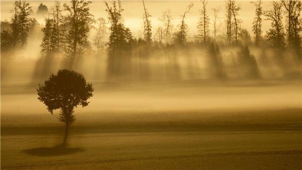 Bilder des Tages  Sonnenstrahlen und Nebel am Morgen in Baden-Württemberg.