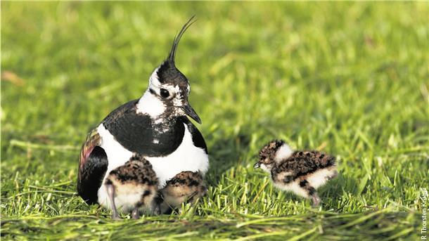 Vogelsterben: Eine Weserinsel trotzt dem Trend 125 Kiebitzpaare haben in der zurückliegenden Saison auf der Strohauser Plate gebrütet, so viel wie nirgendwo sonst in der Wesermarsch.
