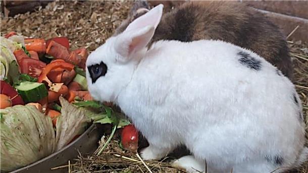 Zwei Kaninchen fressen aus einer Schüssel, die mit Gemüse gefüllt ist.