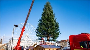 20 Jahre lang stand diese Nordmanntanne in Debstedt - nun schmückt sie den Weihnachtsmarkt.