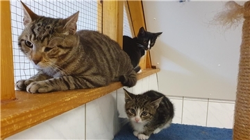Katzenkinder in einem Korb