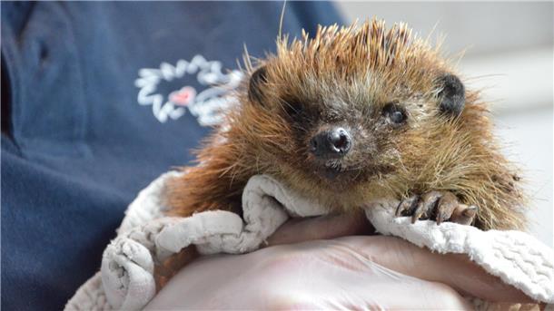 Ein Igel wird in einem Tuch gehalten.