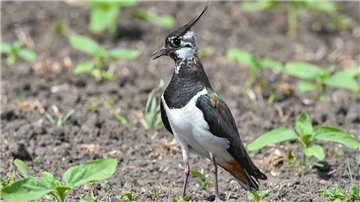  Ein Kiebitz (Vanellus vanellus) steht auf einem Feld. 