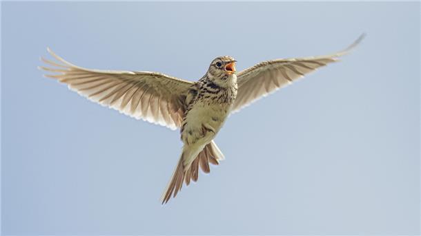 40 Paare der Feldlerche brüten im Langwarder Groden.