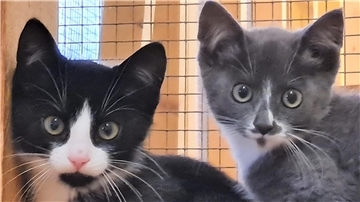 54 Katzenbabys warten im Tierasyl „Heimatlos“ auf liebe Menschen, die sie aufnehmen.