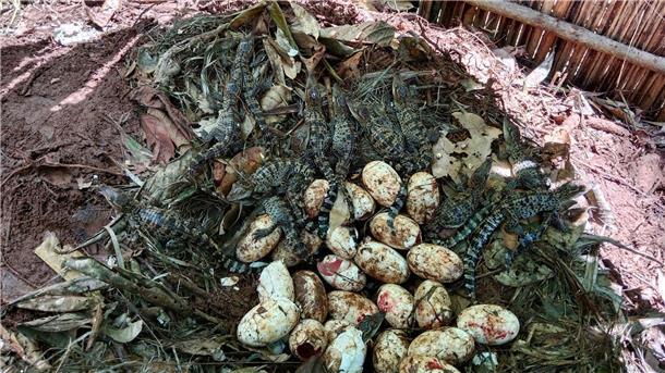 60 Krokodilbabys sind geschlüpft.