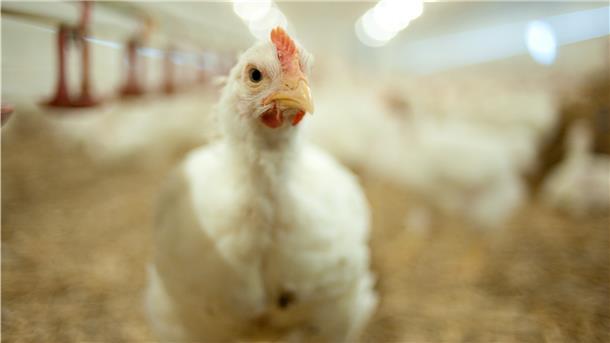 Hähnchen im Alter von etwa fünf Wochen befinden sich in einem Stall für Geflügelzucht 