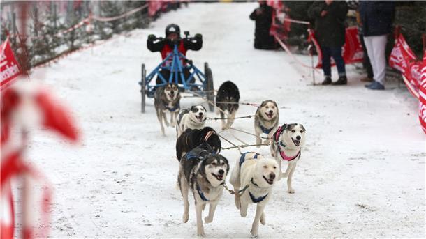 86 Starter nahmen am Schlittenhunderennen teil.