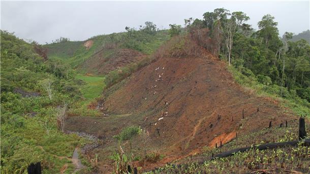 Inselreptilien verschwinden, bevor man sie überhaupt kennt Abgeholzter Wald in Madagaskar