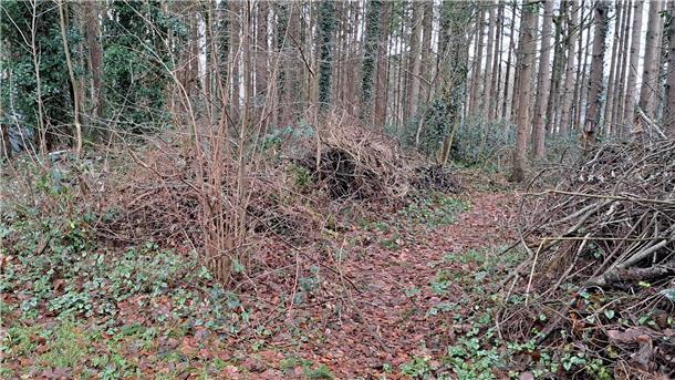Tier des Jahres 2024: Lunestedter gibt Tipps für das kleine Igel-Paradies Abgeschnittene Sträucher und altes Laub mag der Igel sehr, um nach Nahrung zu suchen und einen Platz für seinen Winterschlaf einzurichten.