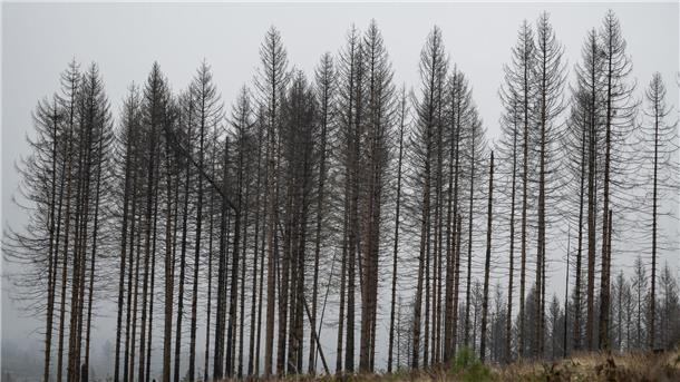 Borkenkäfer war im Sommer weniger aktiv als in den Vorjahren Abgestorbene Fichten stehen auf einer Waldfläche im Harz.