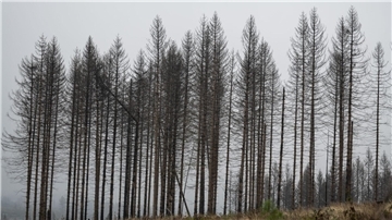 Borkenkäfer war im Sommer weniger aktiv als in den Vorjahren Abgestorbene Fichten stehen auf einer Waldfläche im Harz.