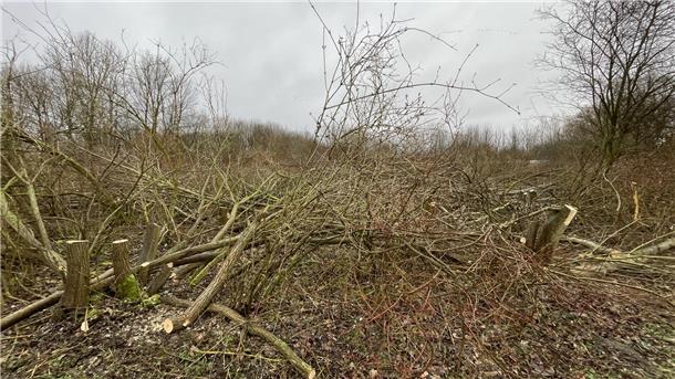 Kahlschlag am Nordenhamer Strand: Wenn Kettensägen den Frühling ankreischen Abholzaktion im Strand-Wäldchen in Großensiel: Schön geht anders.