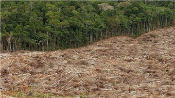 Abholzung des Regenwalds im Amazonasgebiet in Brasilien.