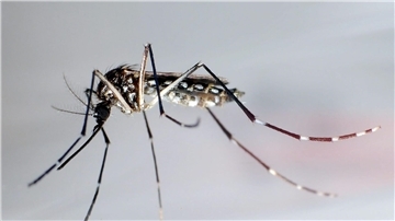 Aedes-Mücken übertragen Viren, die in manchen Fällen sogar zum Tod führen können.
