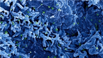 Affenpocken heißen nun Mpox statt Monkeypox. Auch das Virus selbst soll umbenannt werden.