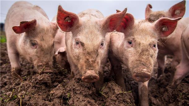 Afrikanische Schweinepest: Ein Ausbruch im Emsland, der mittlerweile beendet ist, hatte massive Auswirkungen auch für die Schweinehalter auch in der Wesermarsch. Die Krankheit war nur eines der Probleme, die das heimische Veterinäramt 2022 stark beschäftigten.