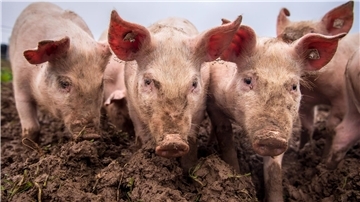 Afrikanische Schweinepest: Ein Ausbruch im Emsland, der mittlerweile beendet ist, hatte massive Auswirkungen auch für die Schweinehalter auch in der Wesermarsch. Die Krankheit war nur eines der Probleme, die das heimische Veterinäramt 2022 stark beschäftigten.