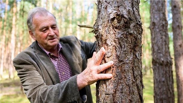 Viel gelernt aus Waldbrandkatastrophe in Lüneburger Heide Albert Wolter, freiwilliger Feuerwehrmann der Altersabteilung, steht in einem Kiefernwald unweit von Gorleben, wo 1975 die Waldbrandkatastrophe wütete.