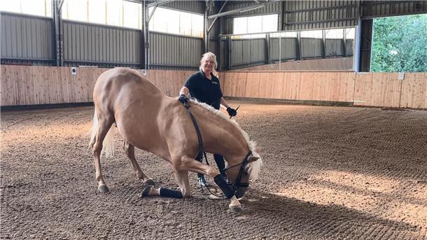 Ein Pferd verbeugt sich in einer Reithalle, daneben steht eine blonde Frau und lobt es.