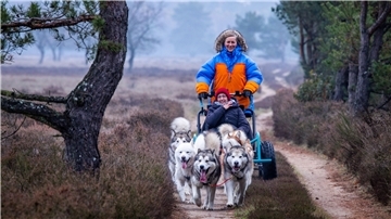 Alexandra Krüger, deutsche Meisterin im Schlittenhunderennen, steuert mit gerufenen Kommandos ihre sieben Alaskan-Malamutes.