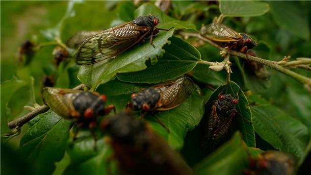 Alle paar Jahre kommt es in den USA zu einem biologischen Schauspiel: Milliarden Zikaden kriechen aus der Erde.