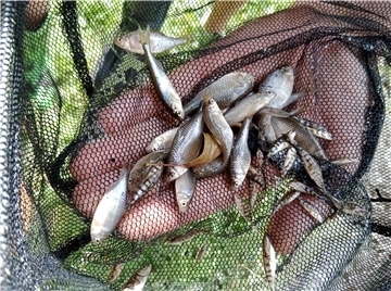 Alles Leben in der Bade ist ausgelöscht. Vom Grund holen die Angelvereinsmitglieder nur tote Fische.