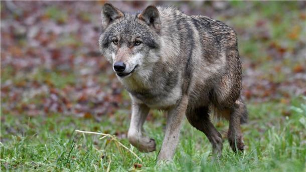 Alles zum Wolf erfahren die Interessierten bei der Veranstaltung in Rechtenfleth.