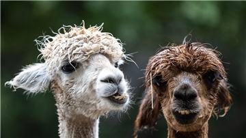 Alpakas stehen auf einer Weide im Braunlager Kurpark.