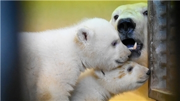 Als Medienpartner des Zoos am Meer sammelt die NORDSEE-ZEITUNG mit Nord24 und NORD|ERLESEN in der Zeit vom 9. bis zum 15. März Namensvorschläge für die beiden kleinen Eisbären-Weibchen. Wie Du mitmachen kannst, erfährst Du im Artikel.
