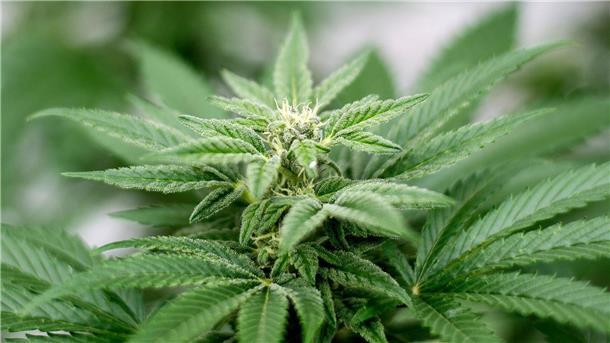 Am 1. April soll Cannabis nach den Plänen der Ampel-Koalition begrenzt für Erwachsene legalisiert werden.