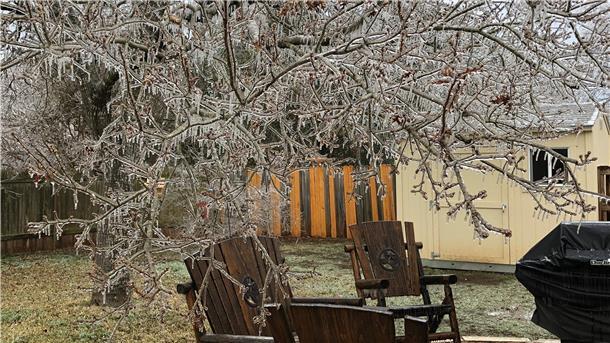 Ein Baum mit gefrorenen Zweigen im Garten von Familie Turner.