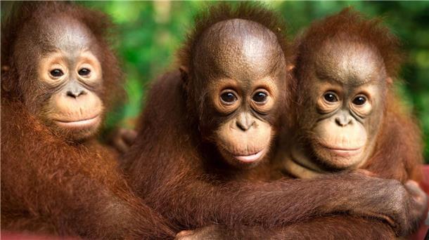 Orang-Utans schützen – vom Frühstück bis zur Fernreise Am 19. August ist Welt-Orang-Utan-Tag.