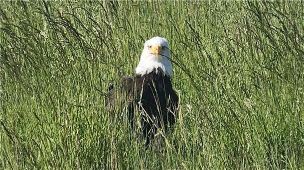 Ein Weißkopfseeadler sitzt in Otterndorf am Deich.