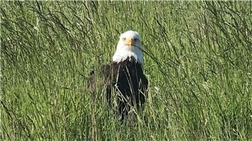 Ein Weißkopfseeadler sitzt in Otterndorf am Deich.