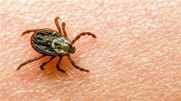 Faktencheck: Wie gefährlich sind Zeckenstiche wirklich? Am häufigsten kommt in Deutschland der Gemeine Holzbock (Ixodes ricinus) als Zeckenart vor.