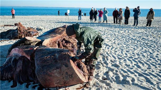 Am Montag und Dienstag hatten Experten den Pottwal auf Sylt geborgen und zerlegt. 