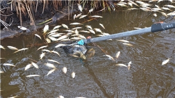 Am Montag wurden viele tote Fische in einem Entwässerungsgraben hinter der „Welt der Sinne“ entdeckt.