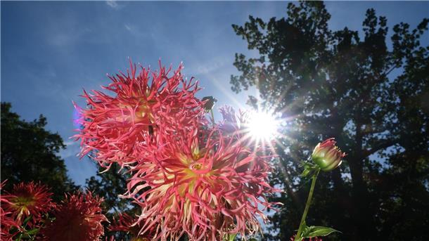 Freundlicher Herbstanfang mit viel Sonne Am Wochenende zeigt sich vielerorts die Sonne.