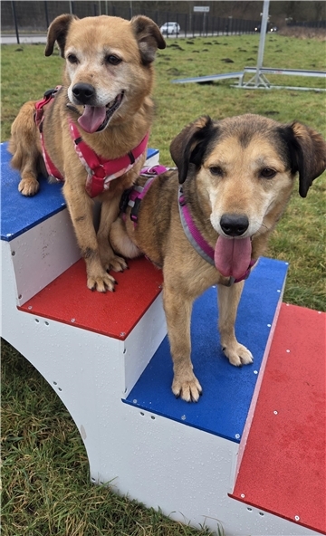 Die Hunde Herzilein und Amelie suchen gemeinsam nach einem schönen Zuhause auf dem Land