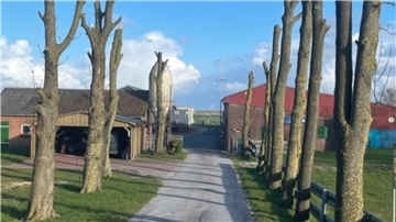 Amputierte Bäume in der Region Nordenham