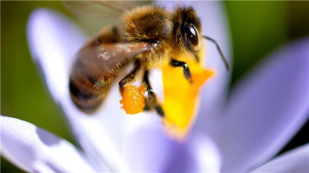 Sammeln mit Bauch und Beinen An den Hinterbeinen der Biene erkennt man den gesammelten Pollen.