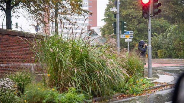 Unwetter an den Küsten (Update #27): Person auf Fehmarn von Baum erschlagen An der Borriesstraße in Bremerhaven-Geestemünde leiden die Pflanzen unter dem starken Wind.