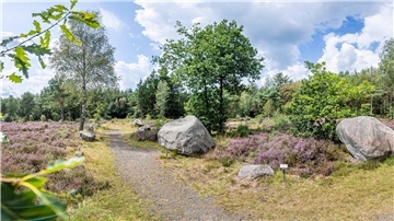 An der Kreisstraße 29 zwischen Lamstedt und Bröckelbeck inmitten des Waldgebietes Westerberg sind die
dicken Brocken in verschiedenen Formen, Farben und Schraffuren zu finden.