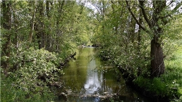 Ein Fluss in einem Waldstück.
