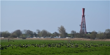 An der Straße nach Eckwarderhörne haben sich Ringelgänse niedergelassen.