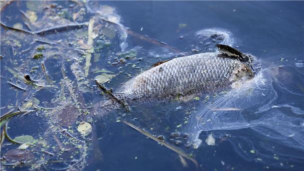 Fischsterben am Golf von Izmir - Minister sieht Katastrophe „An einigen Stellen der Bucht gibt es im Moment kein Leben mehr, unsere Fische sind durch Sauerstoffmangel gestorben.“ (Archivbild)